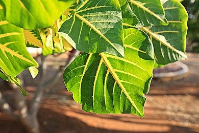 《MainFrames》登陆Steam 桌面创意玩法休闲解谜